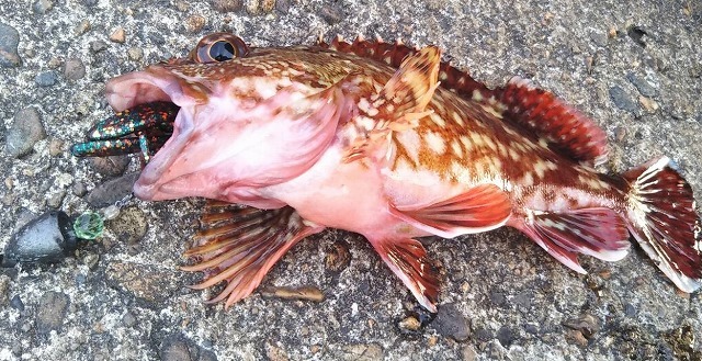 新潟発 キジハタ メバル釣り 新潟発 キジハタ メバル釣り
