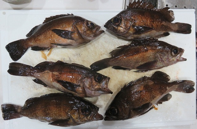 新潟発 キジハタ メバル釣り 新潟発 キジハタ メバル釣り
