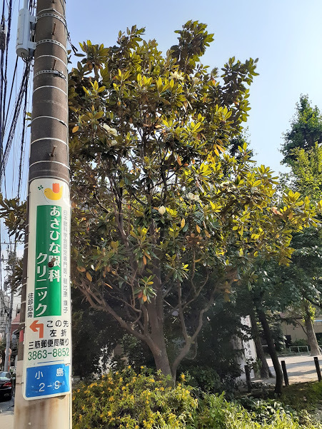 タイサンボクリトルジェムと本物の泰山木 : 「美味しい！」が好き