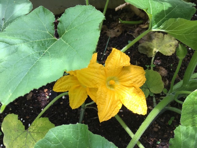 おもちゃカボチャの花とあじさい 風雅房だより おもちゃカボチャの花とあじさい 風雅房だより