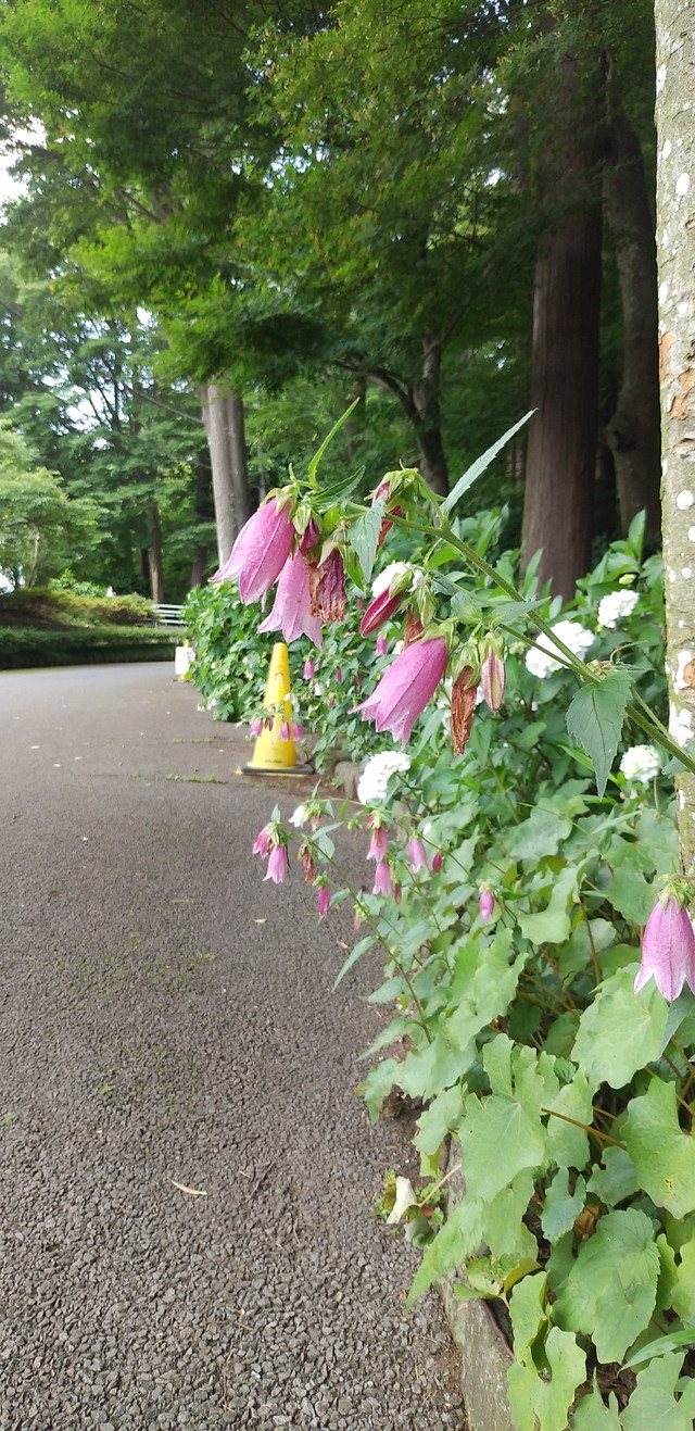 初夏の女神たち_c0337257_18412973.jpg