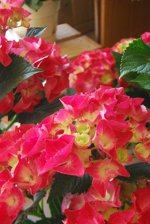 花鉢の入荷アジサイたちとグリーンたち_a0201358_18062995.jpg