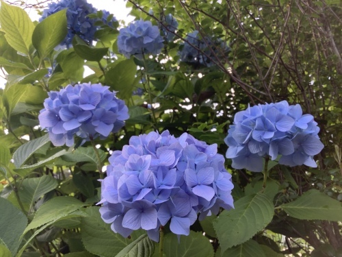 5月の庭の紫陽花_d0336460_03531482.jpeg