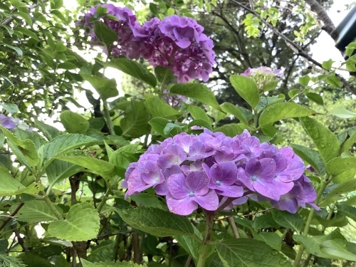 5月の庭の紫陽花_d0336460_03540953.jpeg