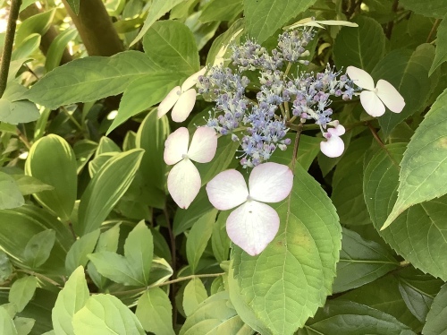 5月の庭の紫陽花_d0336460_03591465.jpeg