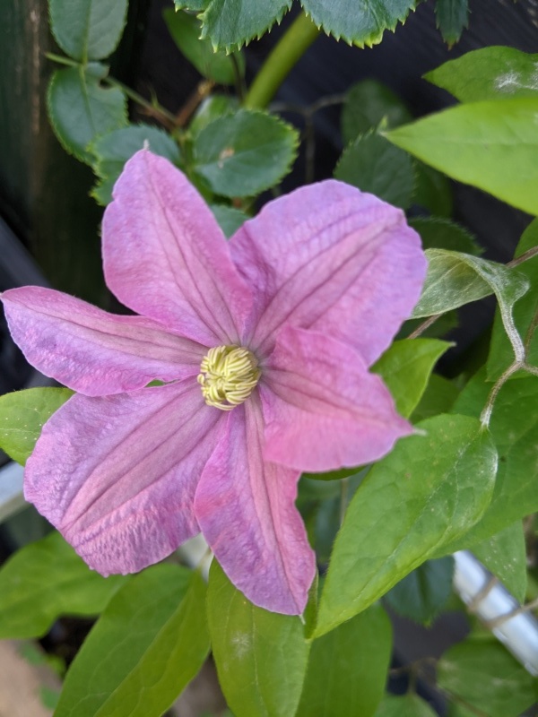 ジャガイモは高級品 猫とウサギとpちゃんと ジャガイモは高級品 猫とウサギとpちゃんと