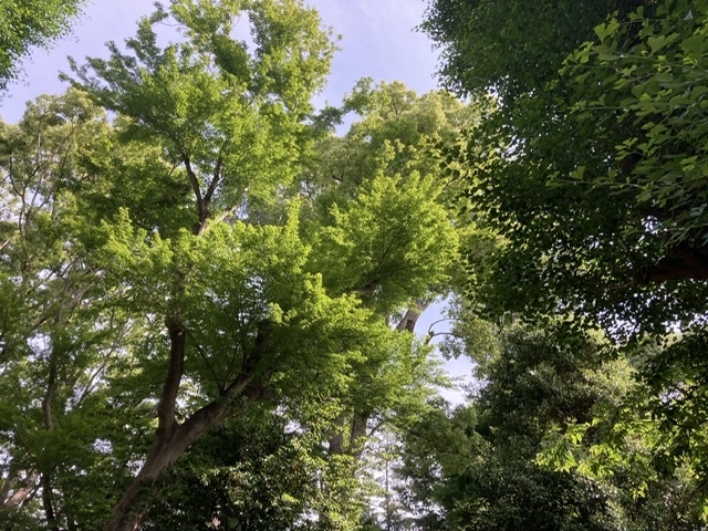 何か季節進むの速くない?な5月。_d0137764_15245485.jpeg
