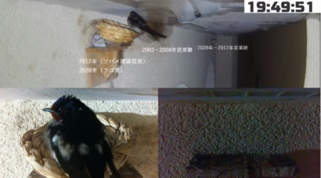 千葉印西つばめ キジバト記録