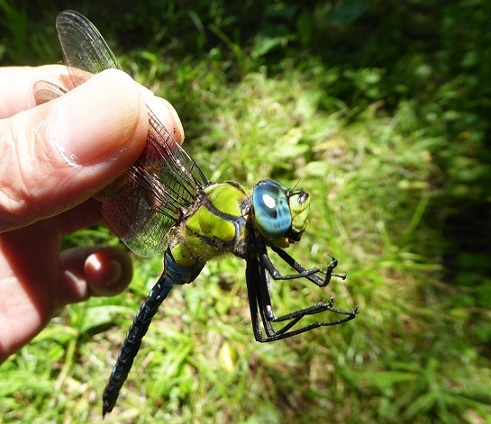 まぶしい季節 とんぼ道