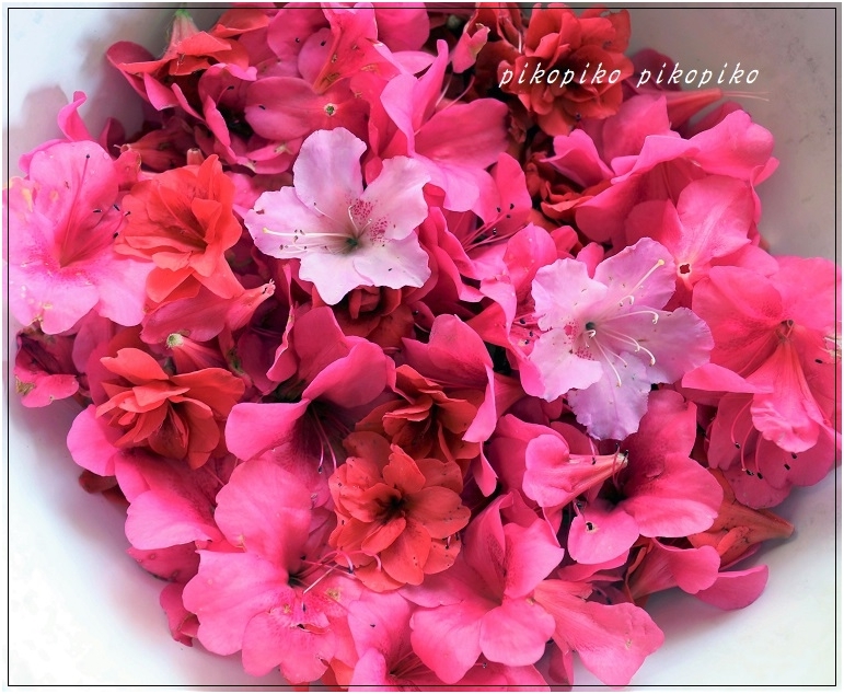 草木染 サツキの花びら染め 今が一番 草木染 サツキの花びら染め 今が一番