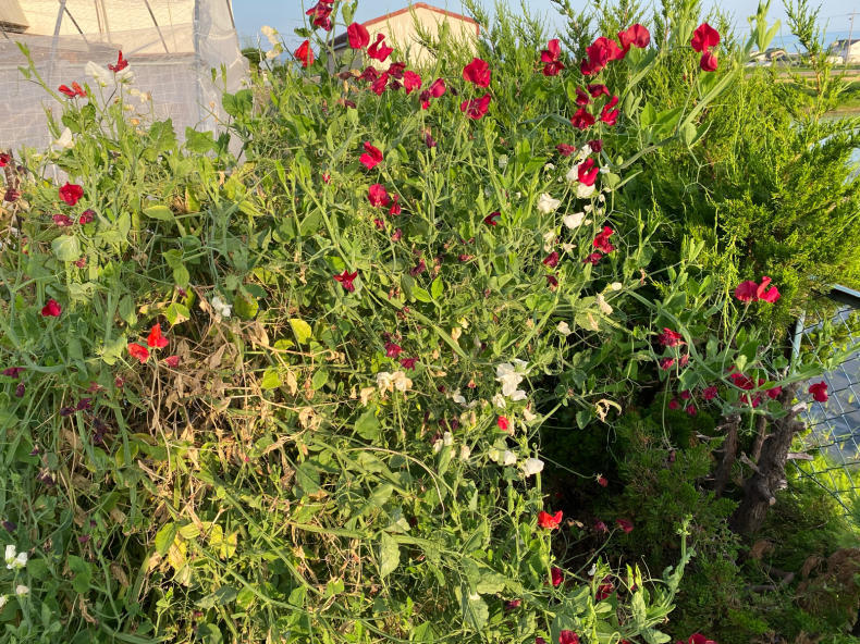植栽花こよみ21 北側植栽花こよみ 植栽花菜こよみ 植栽花こよみ21 北側植栽花こよみ 植栽花菜こよみ