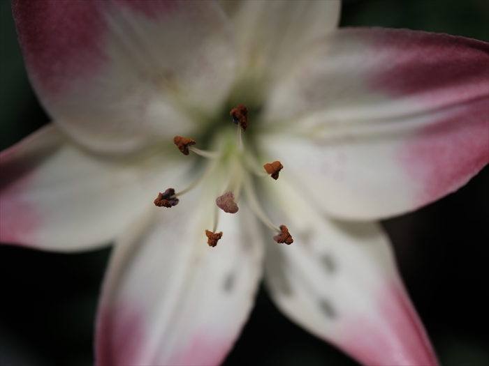 MAMIYA SEKOR 80mm MACRO F4も、持ち出しました。 : 趣味、取っ