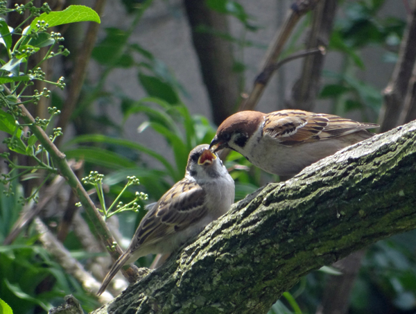 キジバトとスズメちゃん、同じ餌台に来ていて・・・♪_a0136293_17253923.jpg