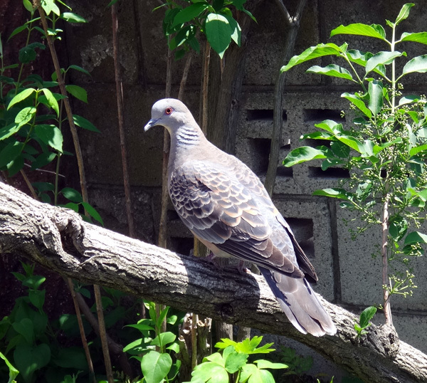 キジバトとスズメちゃん、同じ餌台に来ていて・・・♪_a0136293_17333302.jpg