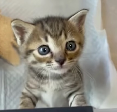 Youtube 子猫のルーティン ただただかわいい子猫ちゃんの日常 A Lovely Kitten Npo法人 府中猫の会