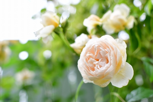 5月の庭の薔薇 2021_d0025294_18362650.jpg