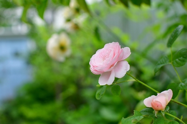 5月の庭の薔薇 2021_d0025294_18365497.jpg