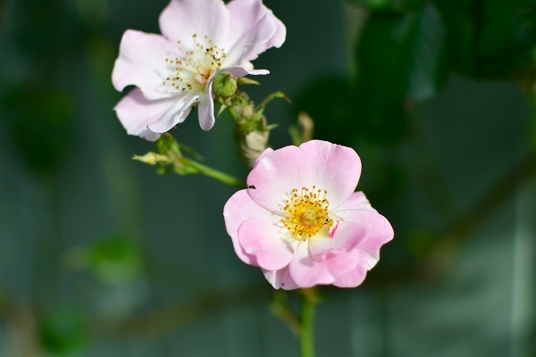 5月の庭の薔薇 2021_d0025294_18371141.jpg