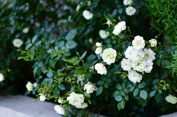 5月の庭の薔薇 2021_d0025294_18383251.jpg