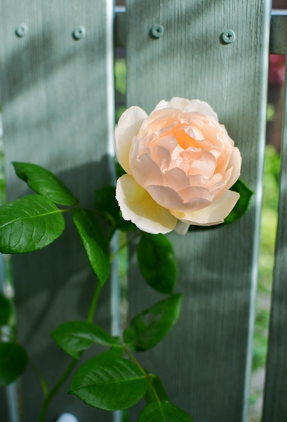 5月の庭の薔薇 2021_d0025294_18391290.jpg