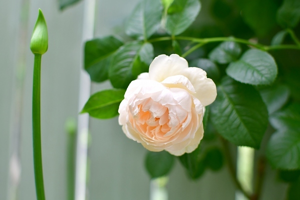 5月の庭の薔薇 2021_d0025294_18393254.jpg