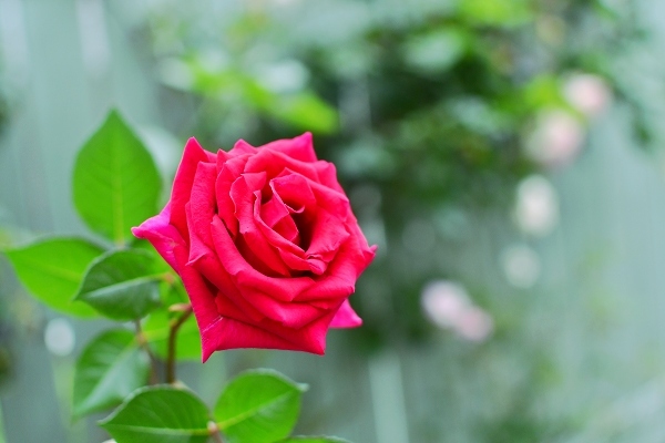 5月の庭の薔薇 2021_d0025294_18404599.jpg