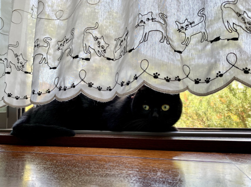 猫キャップ_e0358096_18505022.jpeg