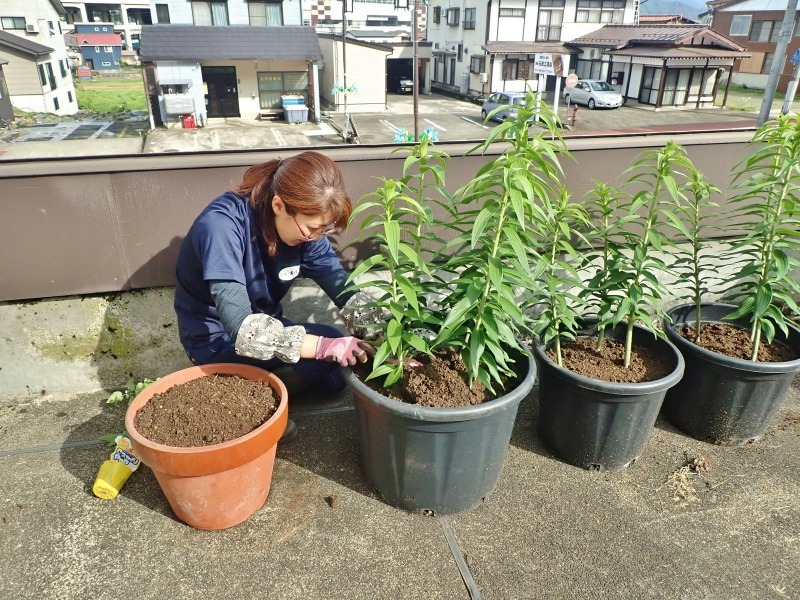 屋上菜園に苗を植え付けました！_c0336902_19245476.jpg