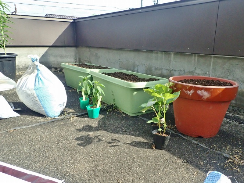 屋上菜園に苗を植え付けました!_c0336902_19245788.jpg