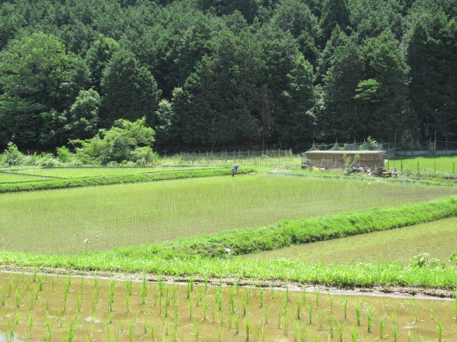 夏空を見た　岩倉の菜園周り_e0048413_16430926.jpg