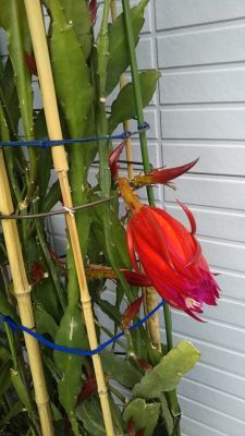 老育20　紫陽花の季節_c0155326_05582241.jpg