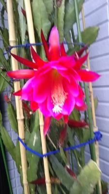 老育20 紫陽花の季節_c0155326_05592816.jpg