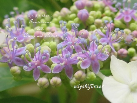 去年はピンクの額紫陽花 今年はピンクと青が咲くの 風と花を紡いで