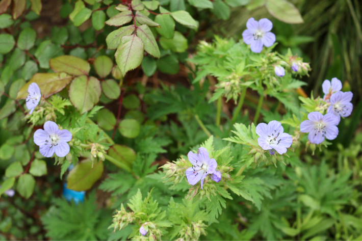 ゲラニウムミセスケンドールクラークとバラ : my small garden~sugar plum~