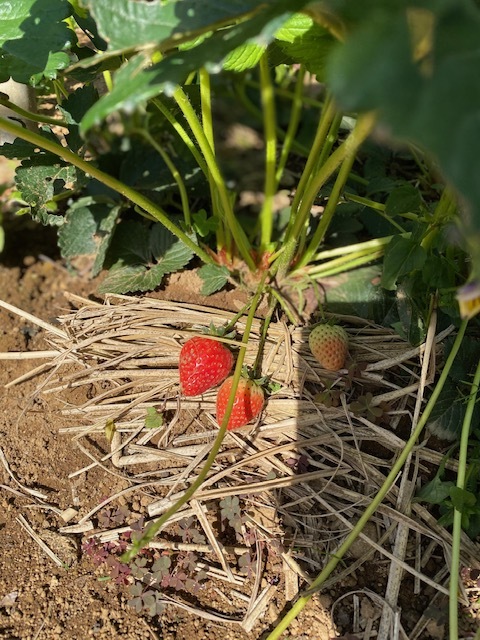 薔薇が終わりまして・・・_b0396150_12223833.jpg