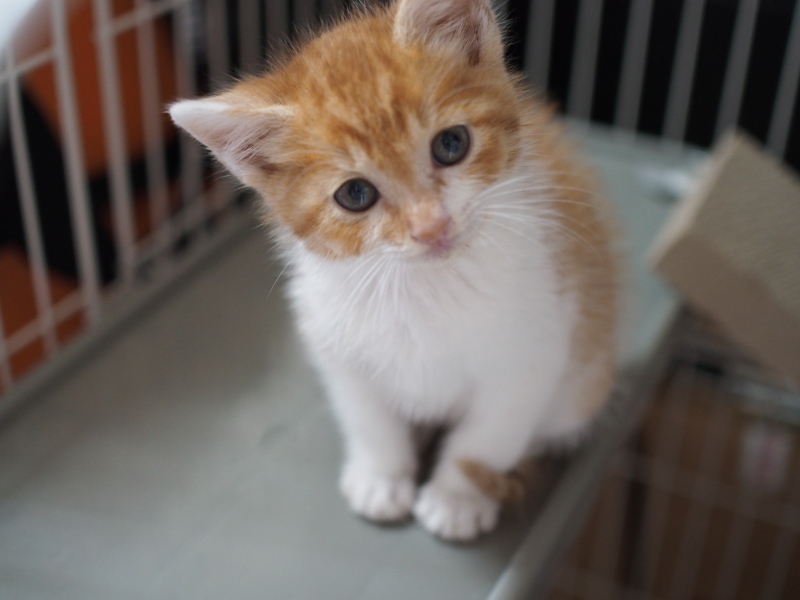 保護した子猫成長記 1週間後 仮ですが名前を付けました Samのlifeキャンプブログ Doors In Out 保護した子猫成長記 1週間後 仮ですが名前を付けました Samのlifeキャンプブログ Doors In Out