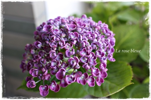 紫陽花の ポップコーン が開花 La Rose 薔薇の庭 紫陽花の ポップコーン が開花 La Rose 薔薇の庭