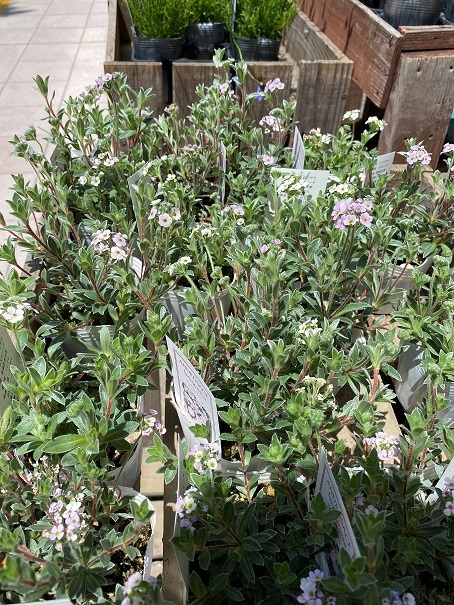 花苗入荷情報【’210531】_a0201358_17155843.jpg