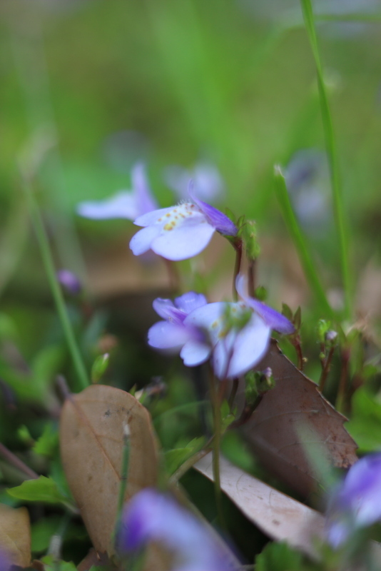 むらさき色の小さな花 平凡な日々の中で むらさき色の小さな花 平凡な日々の中で