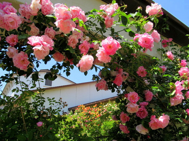 ぴきょログ 軽井沢でぐーたら生活