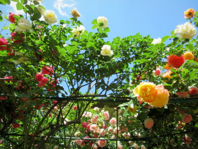 東御 サンテラス Rose Fair 21 450種500株の薔薇の祭典 ぴきょログ 軽井沢でぐーたら生活