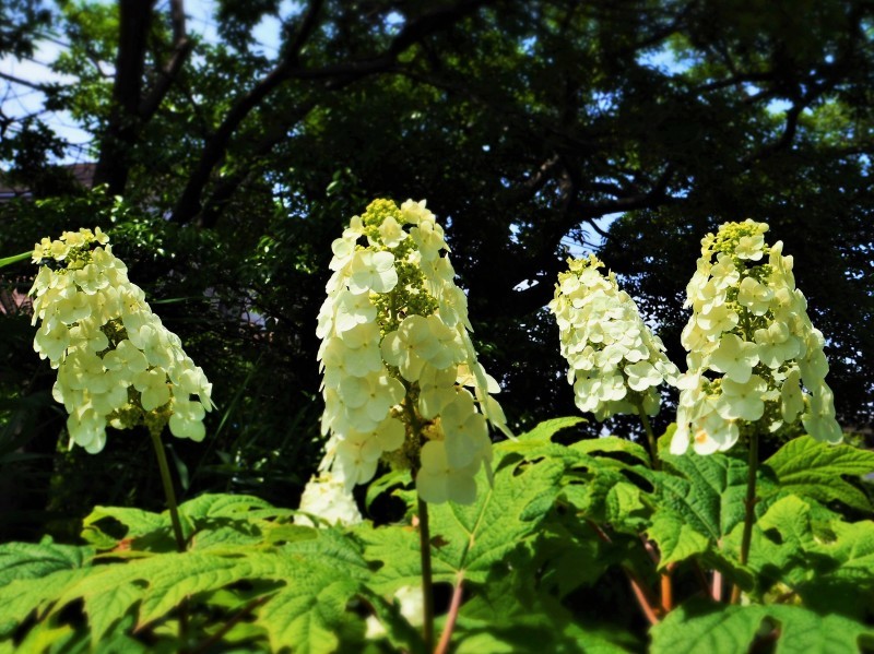 続・紫陽花を集めて…。_e0339064_11482176.jpg