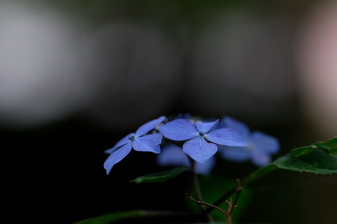 紫陽花 水戸八幡宮にて ２０２１ ０５ ３０ 常陸のt S Blog