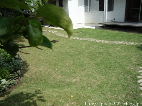 芝生・TM9のお手入れと、植栽スペースの整地スタート_c0293787_14522923.jpg