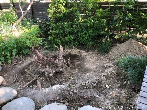 芝生・TM9のお手入れと、植栽スペースの整地スタート_c0293787_16573750.jpg
