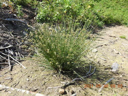 マットレス付き ローベッド フロアベッド フロアベッド おしゃれな家具雑貨 アメリカン おしゃれ Luk It 北欧風 おしゃれ ワイドk280 D D 国産カバーポケットコイル