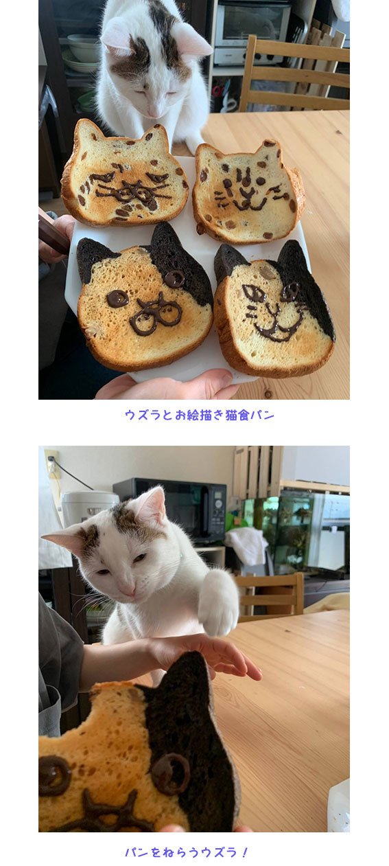 猫食パンで遊ぶ＆建設兄妹 : ひなたぼっこ