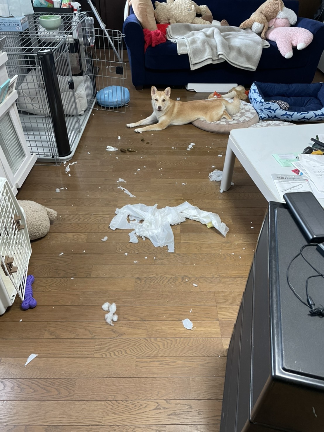 もう6月です_d0178999_10470361.jpg