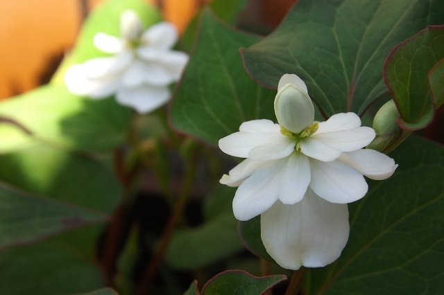 嫌われもの でも好き じょんのび