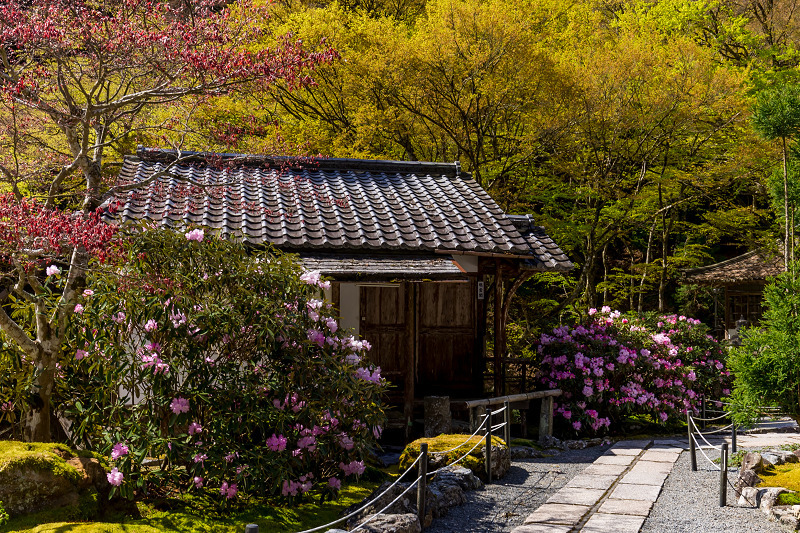 石楠花と春の山野草咲く古知谷阿弥陀寺_f0155048_23445639.jpg